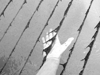 網(wǎng)繩上爛掉的紫菜。