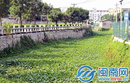 后田溝被野生植物遮蓋得嚴嚴實實