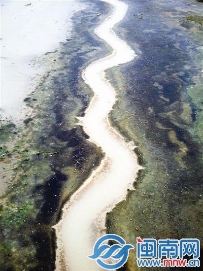 寬闊的河底只剩一股細流，水呈乳白色