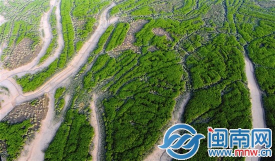 洛陽江旁的紅樹林