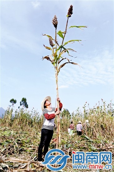 在眾多兄弟姐妹中，最高的有近5米，矮的也有3米多