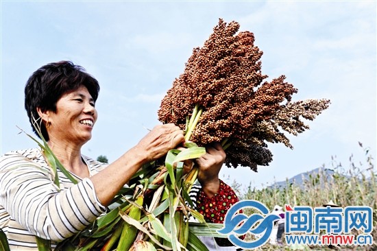 看著飽滿誘人的果實(shí)，收割的阿姨一臉喜悅