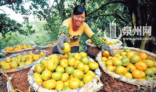 永春新產(chǎn)蘆柑