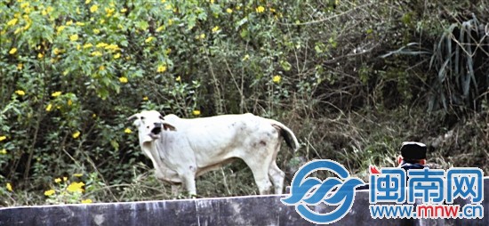 民警連發(fā)4彈，才將牛擊斃