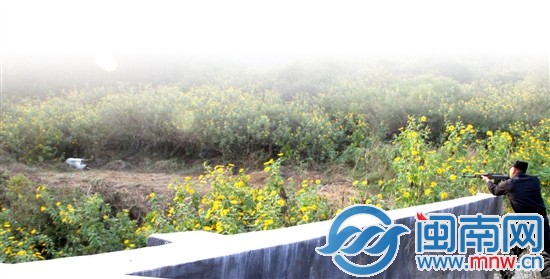 被車連撞兩次后，牛踱到附近一安息堂，最終被民警擊斃