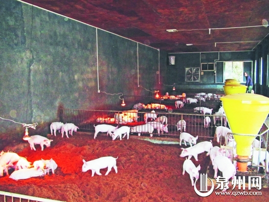 發(fā)酵床使豬的糞便、污水通過(guò)發(fā)酵有效分解