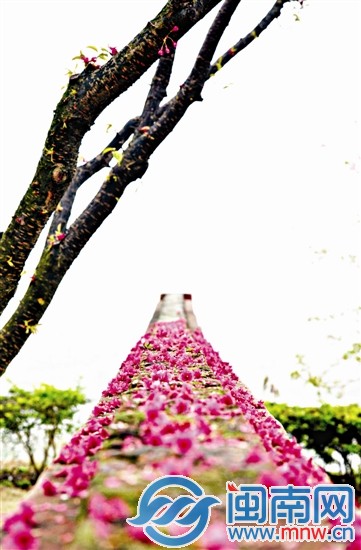 櫻花樹下的一堵墻上被鮮紅的櫻花覆蓋