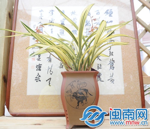 名為“達(dá)摩中秀”的蘭花花王