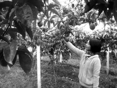 黃柳紅種植的百香果又將開始收獲