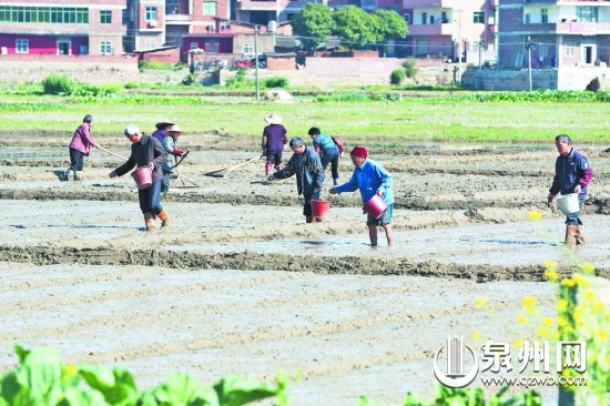 農(nóng)民朋友正忙著平整秧田、播種育秧