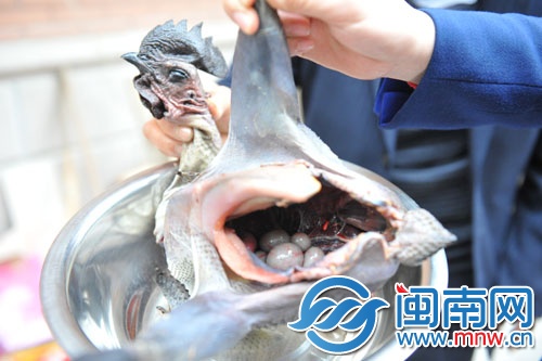 公雞腹內(nèi)有六枚蛋，專家說這是罕見的陰陽雞