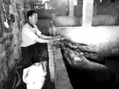 陳永生拿菜葉喂養(yǎng)山豬