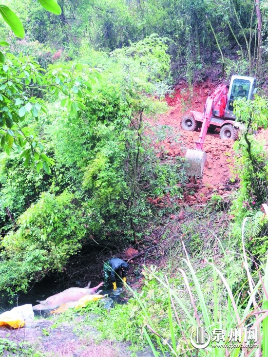 當?shù)夭块T組織人員打撈死豬