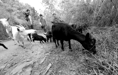 如今，占歲群（右一）已經(jīng)養(yǎng)了10多頭山羊。
