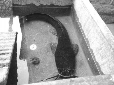 南安干涸農(nóng)田現(xiàn)70厘米“魚堅強”