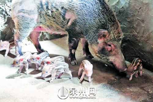 野豬與剛出生的小豬仔在一起