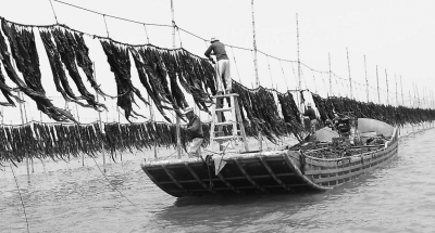 種植戶正在晾曬海帶