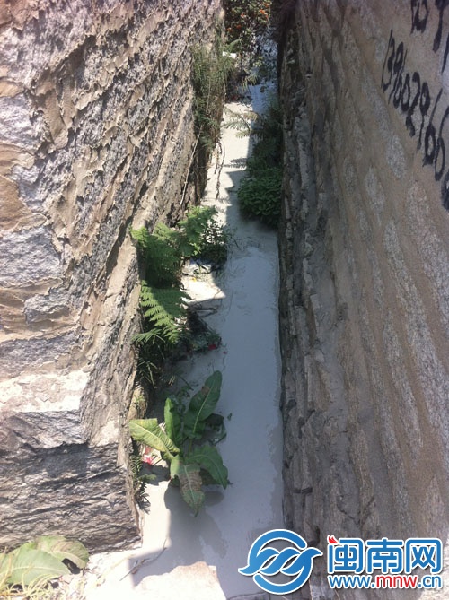 海都記者在村內(nèi)發(fā)現(xiàn)石粉已將水溝染成牛奶色