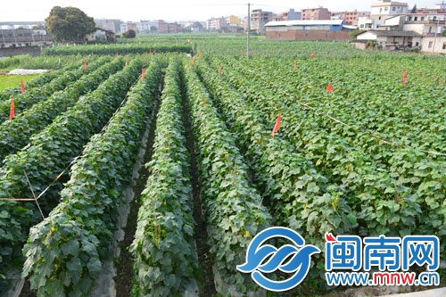 菜農(nóng)很愁，地里這么多黃瓜賣不動