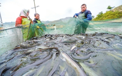 滿滿一網(wǎng)鰻魚