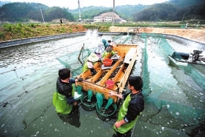 對(duì)鰻魚按重量進(jìn)行分揀