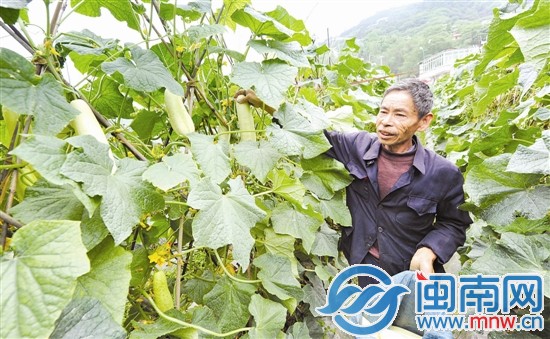 聽說有人要買黃瓜，顏興堂光著腳就跑到地里摘瓜