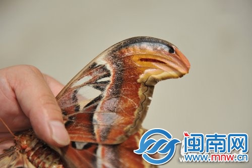 “蛇頭蝶”的蝶翼兩側有明顯的蛇頭狀圖案