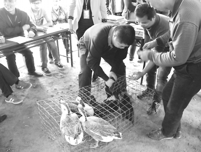 參賽者提起一只鵝，估計重量