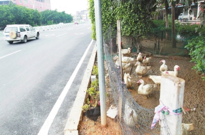 綠化帶上圈養(yǎng)家禽。