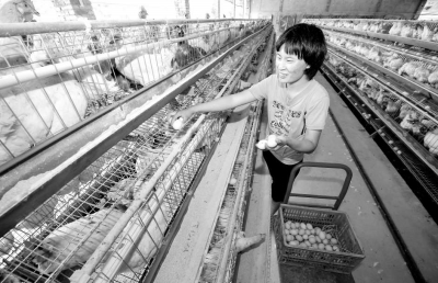 養(yǎng)殖場工人的工作很輕松，只需按電鈕、記數(shù)字，收集