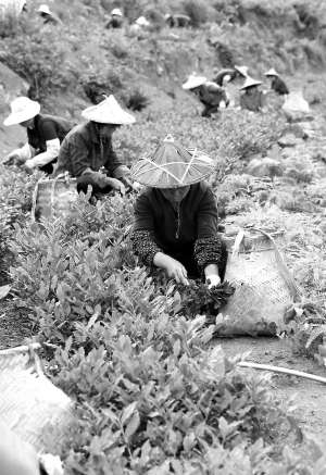 蓬華春茶進(jìn)入采摘旺季