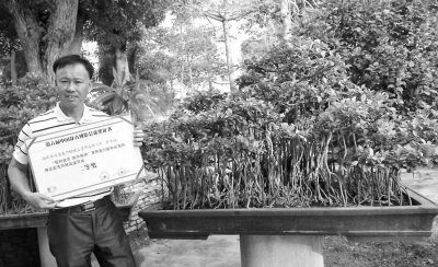 黃豐收栽培的榕樹盆景《獨木成林》獲得了第六屆中國