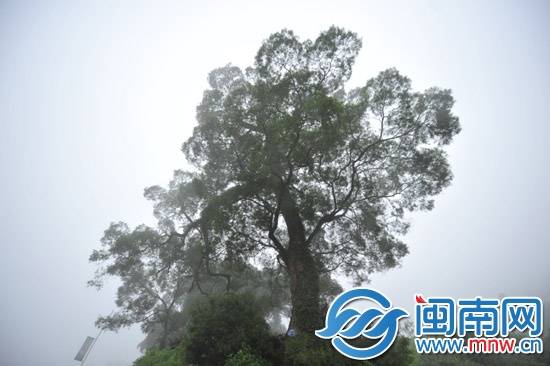 樹高三十多米，樹冠參天