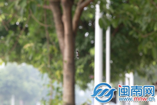 空中掉下一只蟲，攝于南山公園外的人行道