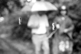 毛蟲懸掛半空，過往行人膽戰(zhàn)心驚。