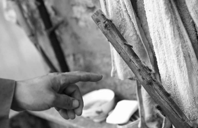 毛蟲“入侵”村民家中。