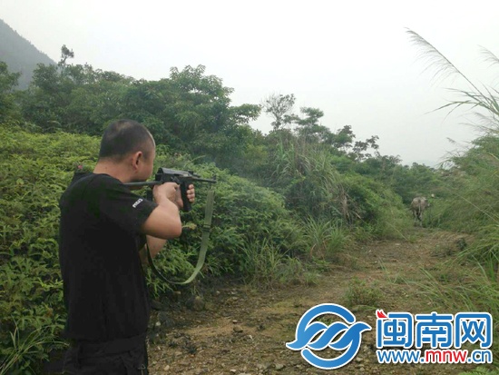 中了三槍后，牛摔倒在地無法動彈