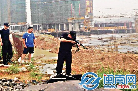 在南安官橋某工地旁，民警將牛擊斃