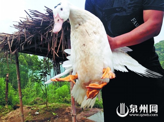 南安市東田鎮(zhèn)桃園村長(zhǎng)了3條腿的鴨子