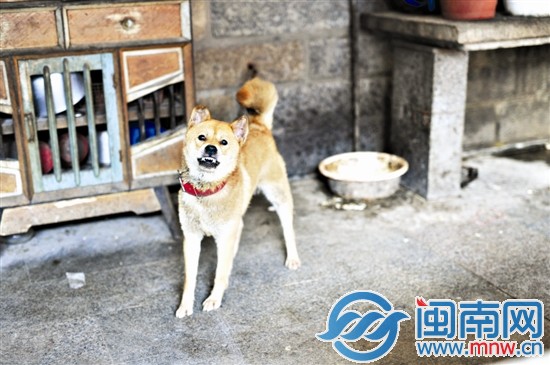 看到記者的相機，這只咬傷小夢的黃狗，露出尖牙，看