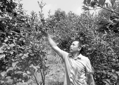 郭建遠(yuǎn)觀察油茶果，對今年的長勢很滿意。