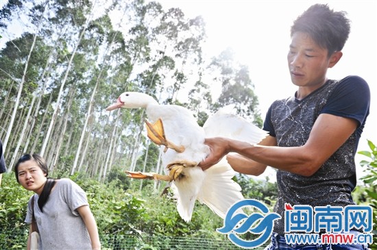 厝邊來看稀奇，因為它長了“三腿四爪”