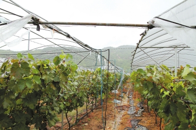 豐州閩豐葡萄園大棚棚頂被大風(fēng)摧毀。實習(xí)生李想攝