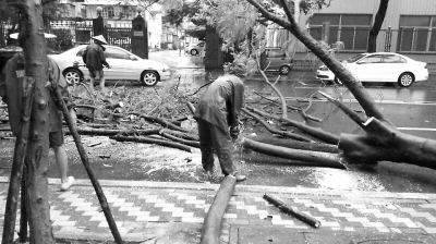 園林工人正在鋸市體育館前倒下的樹（市政局供圖）。